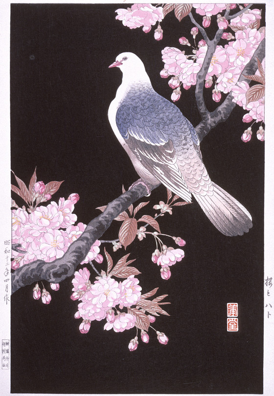 Cherry Blossoms and Pigeon by N. Hodo (1937)